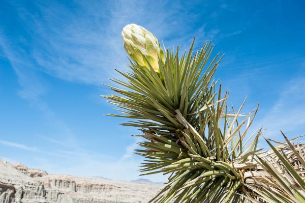 A Joshua Tree Bloom, Red Rock Canyon State Park, CA