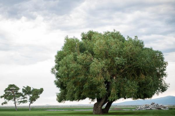 A Tree, Collier Memorial State Park, OR