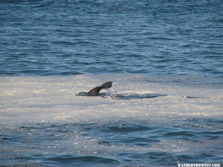 A whale tail. Just happen to pull off the hwy and started spotting whales!