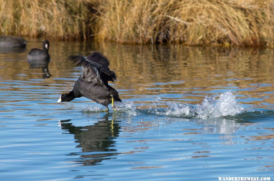 Aggressive Coot