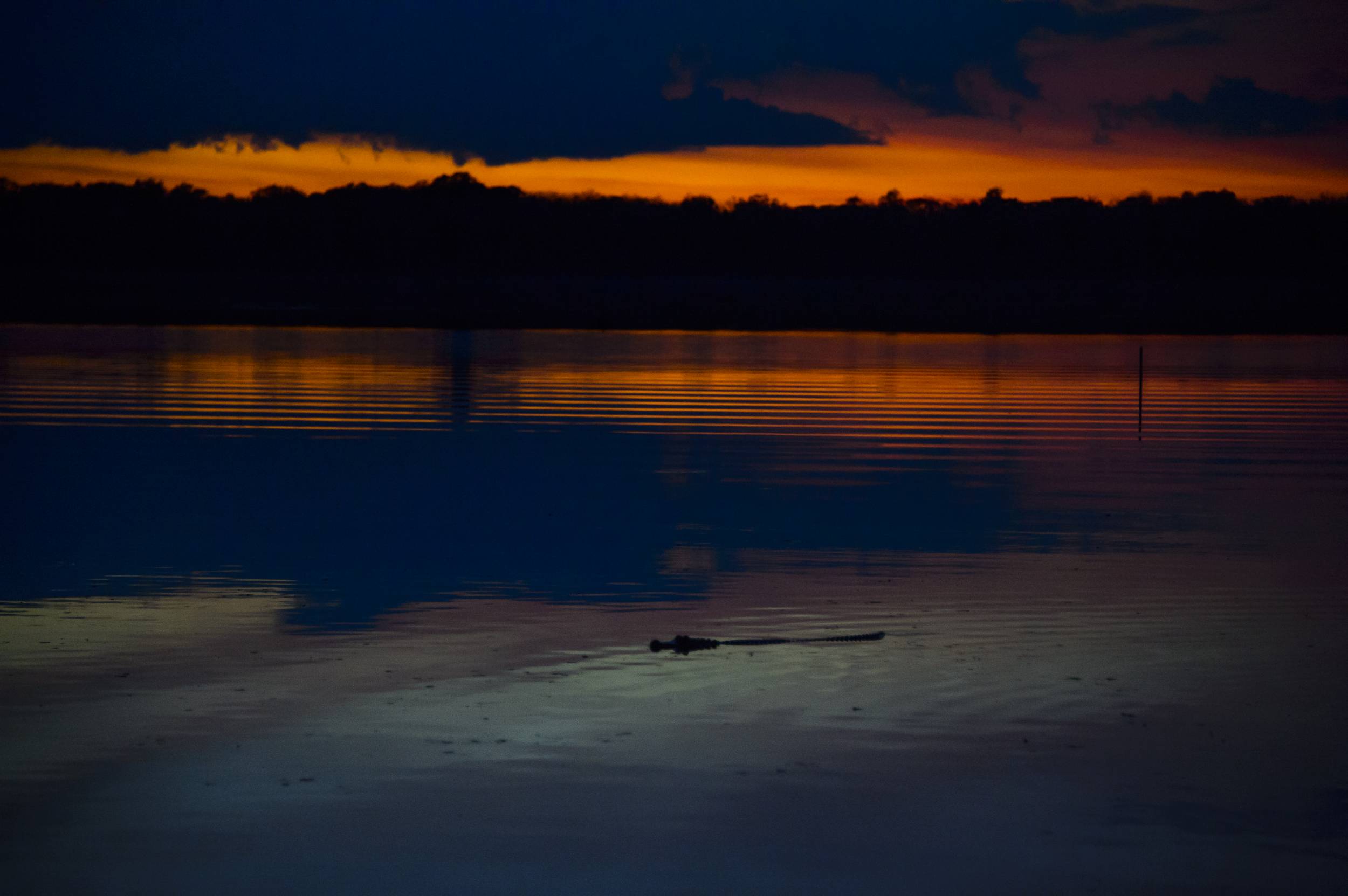 Alligator swimming past sunset at our site Welaka Florida