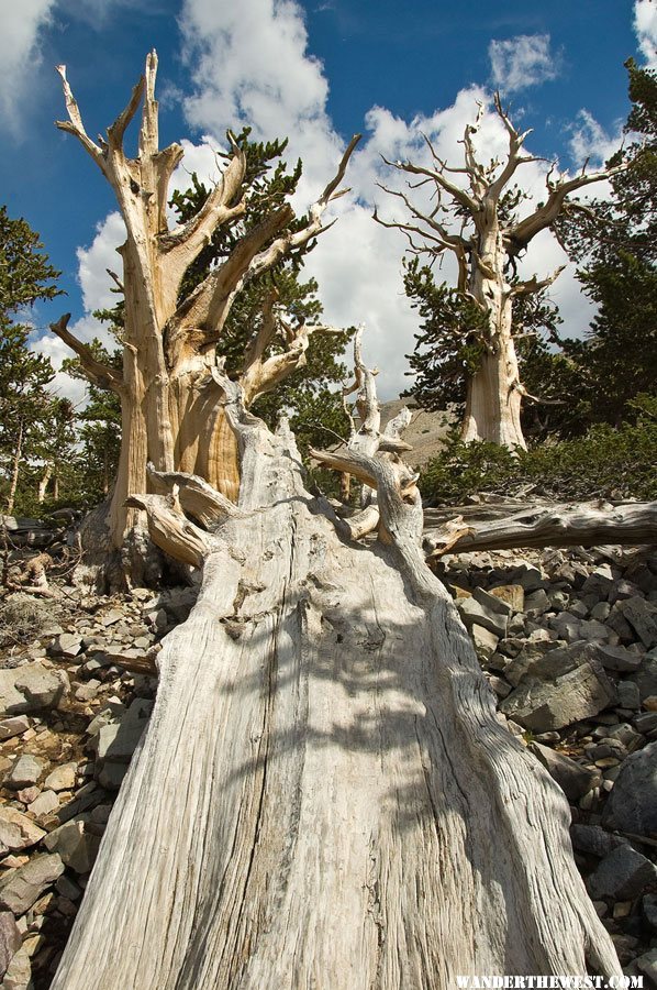 Along the Bristlecone Pine Trail in Great Basin National Park