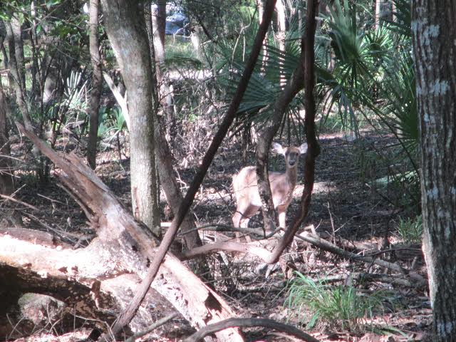 Along_the_trail_Manatee_S_prings1