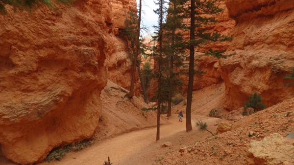 At the bottom of Bryce Canyon.