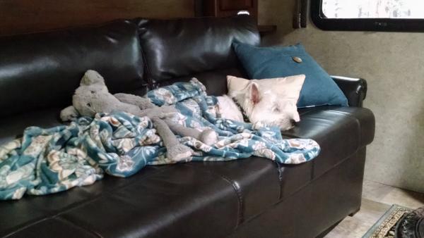 Aww. The dog's havin' a nap on the couch - with his "Ellie."