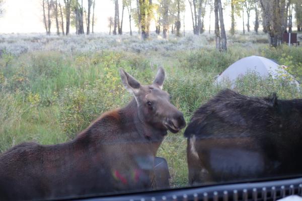 Baby moose