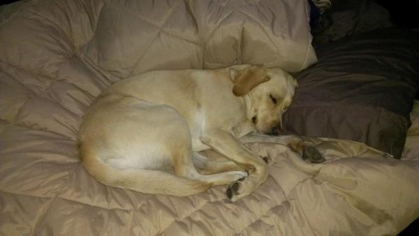 Bailey after a long day. MacGregor Lake 9/22/13