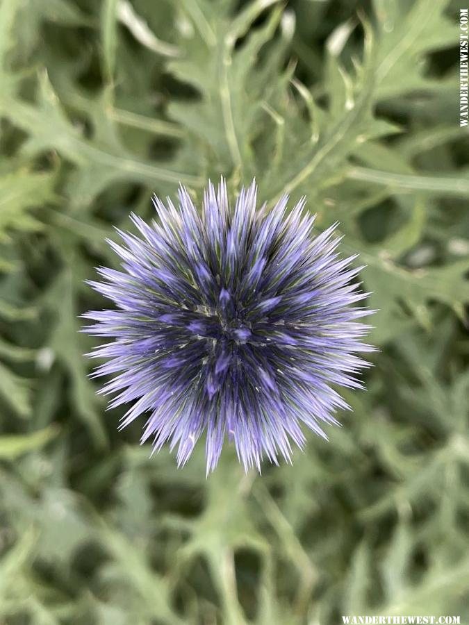 Ball Thistle