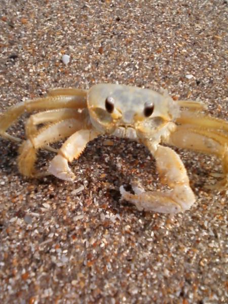 beach crab 2