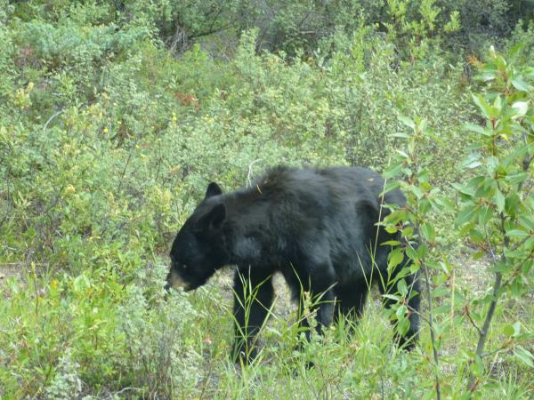 Bear near Wabasso Campground