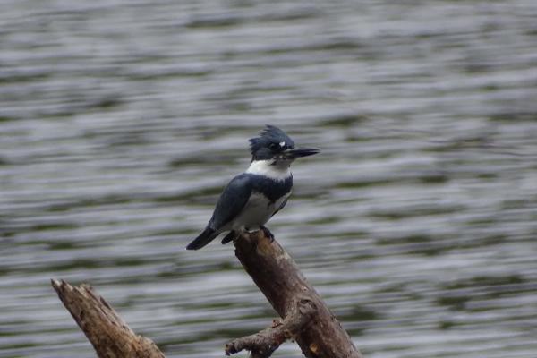 Belted Kingfisher