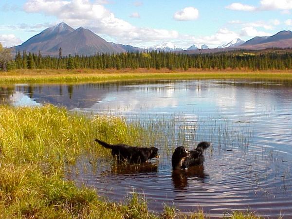 Bernese Mt. Dogs in a Tundra Pond, Denal Park