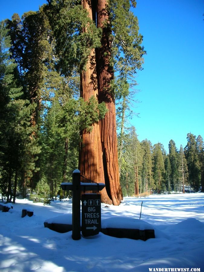 Big Trees Trail