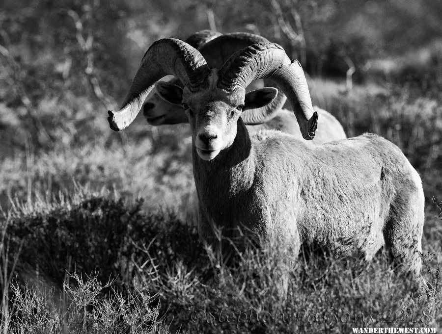 Bighorn Monochrome DSC3328