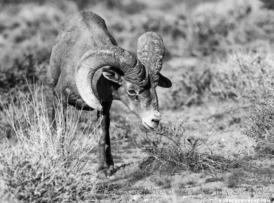 Bighorn Monochrome DSC3423