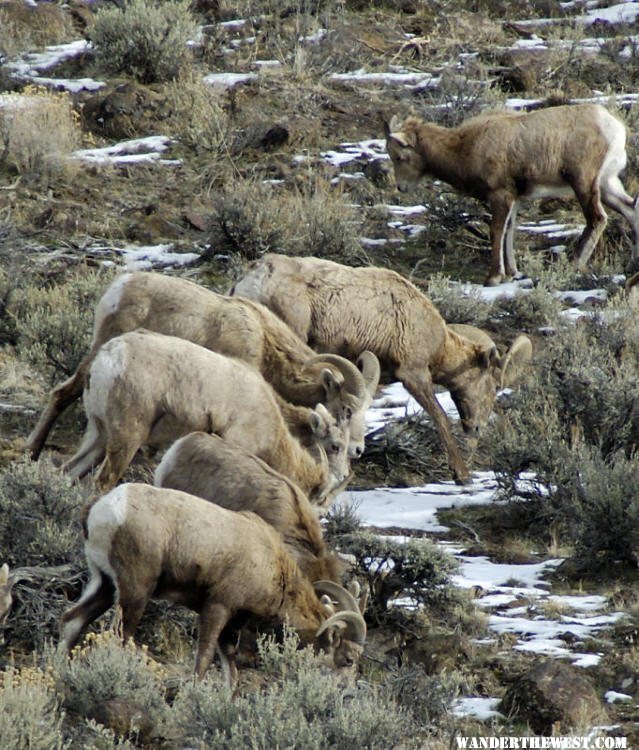 Bighorns -- Steens/Catlow Valley