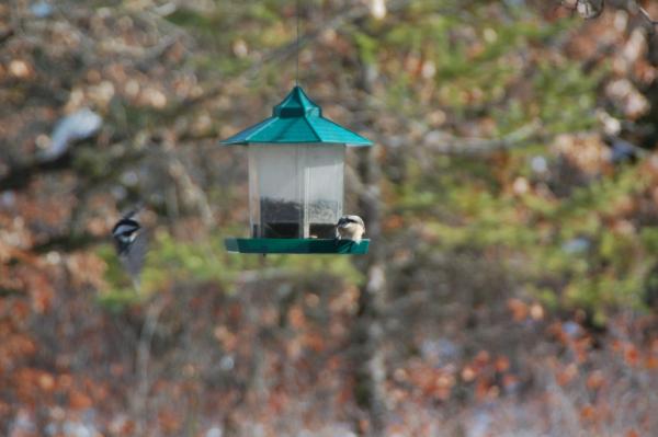 birds coming to feeder