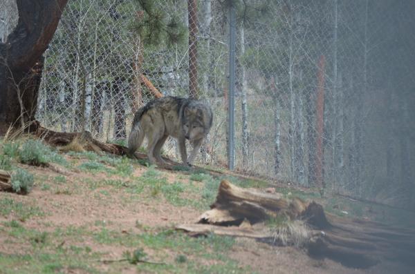 Black Mexican Timberwolf