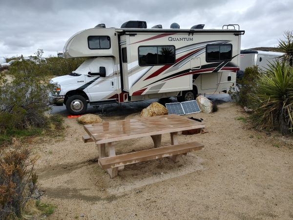 Brownie at Joshua Tree NP.