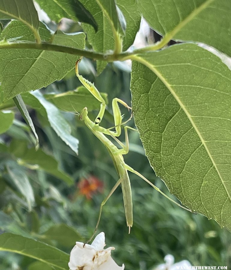 California Mantis