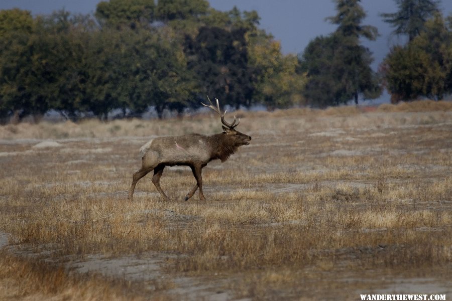 California Tule Elk with battle scars