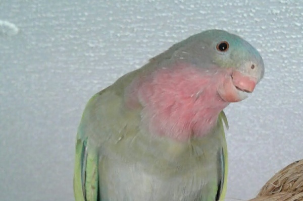 Calypso, princess of wales parakeet