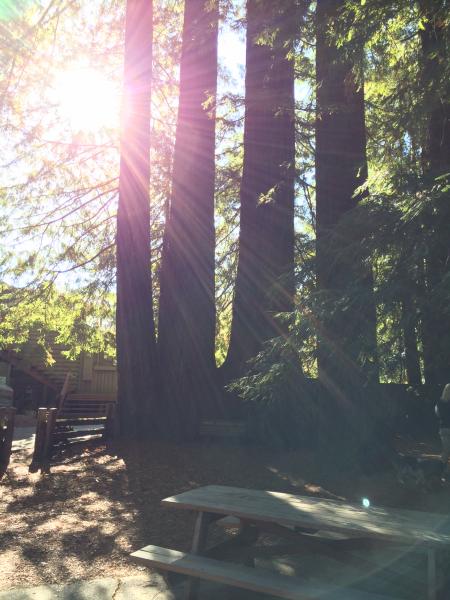 Cathedral Tree. Three trees grown into one.