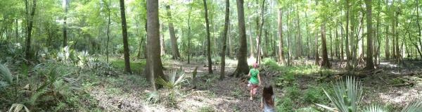 Chipola River Flood Plain - Florida Caverns SP - Memorial Day wkd