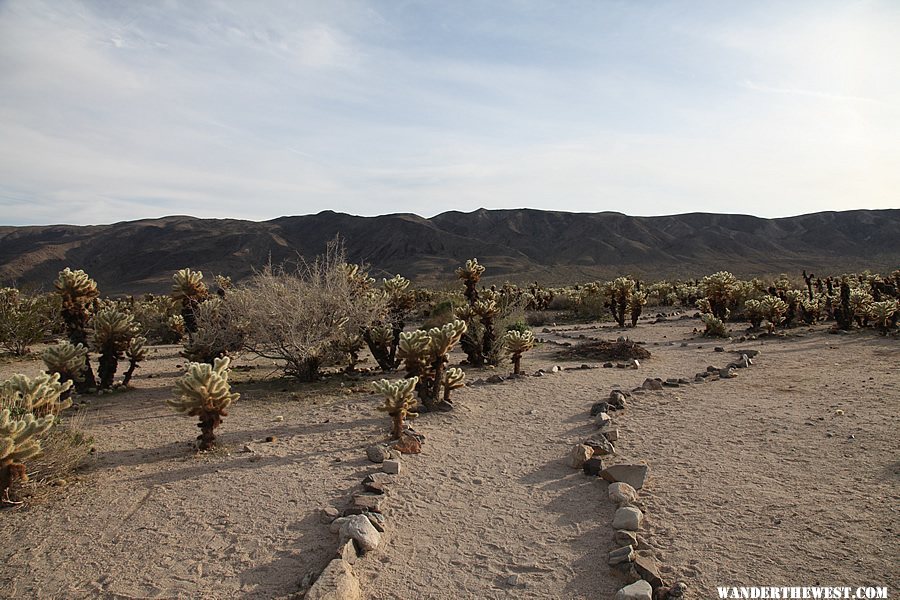 Cholla Cactus Garden