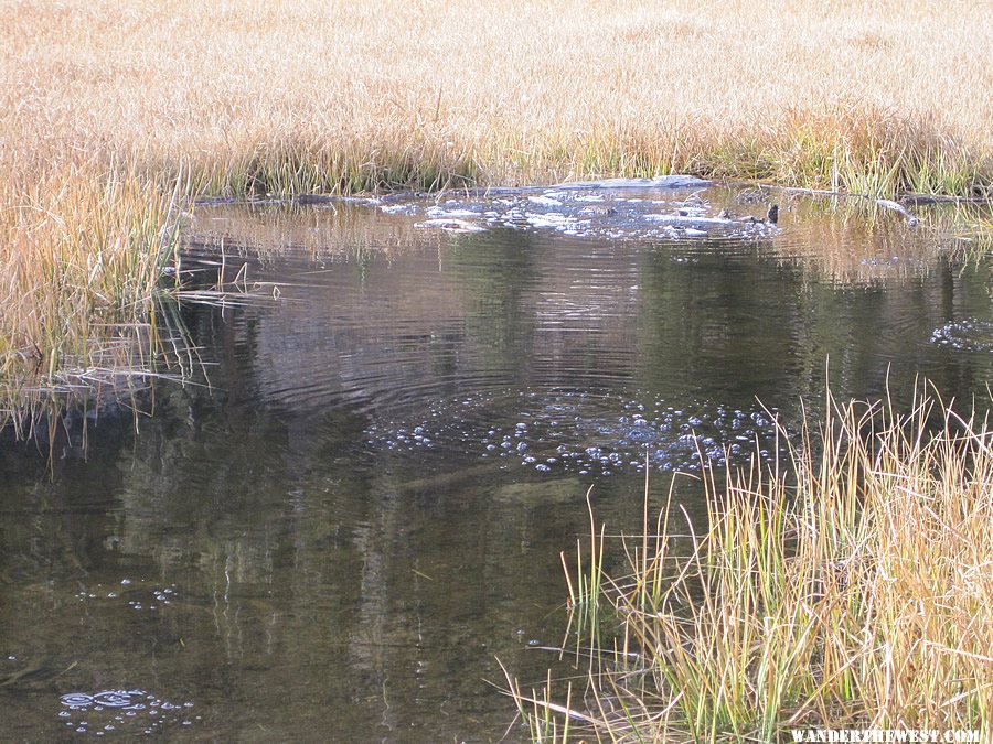 Close up of Cold Boiling Lake where carbon dioxide gasses are escaping