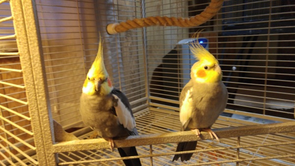 Coco & Cinnamon, twin cockatiel brothers