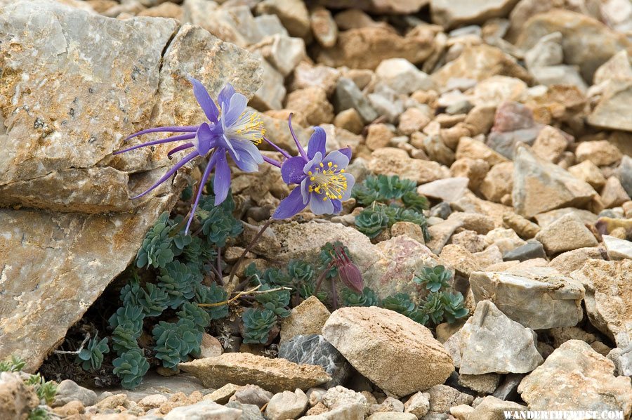 Colorado Columbine