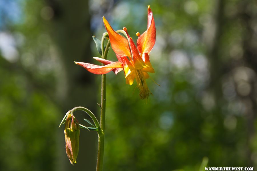 Columbine