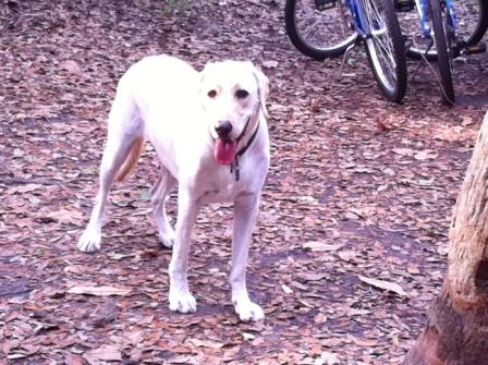 Cooper after the bike ride down the beach