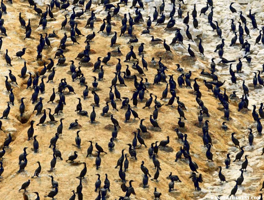 Cormorant Colony