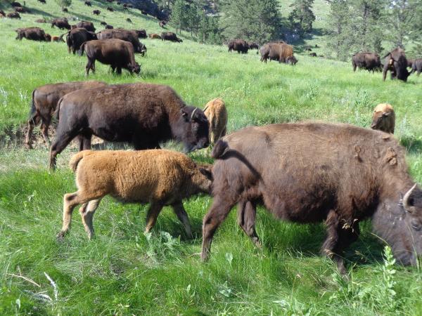 Custer State Park, SD