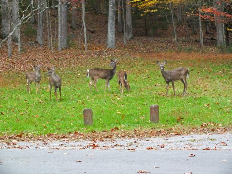 Daily campground visitors