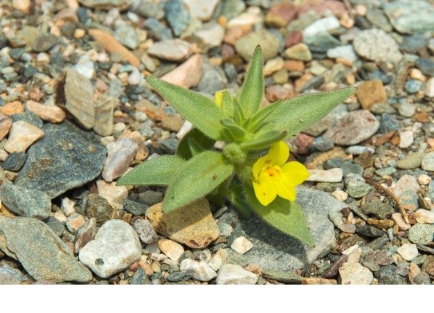 Death Valley Plant