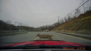 Deer Running In Front Of Car  2013/12/02