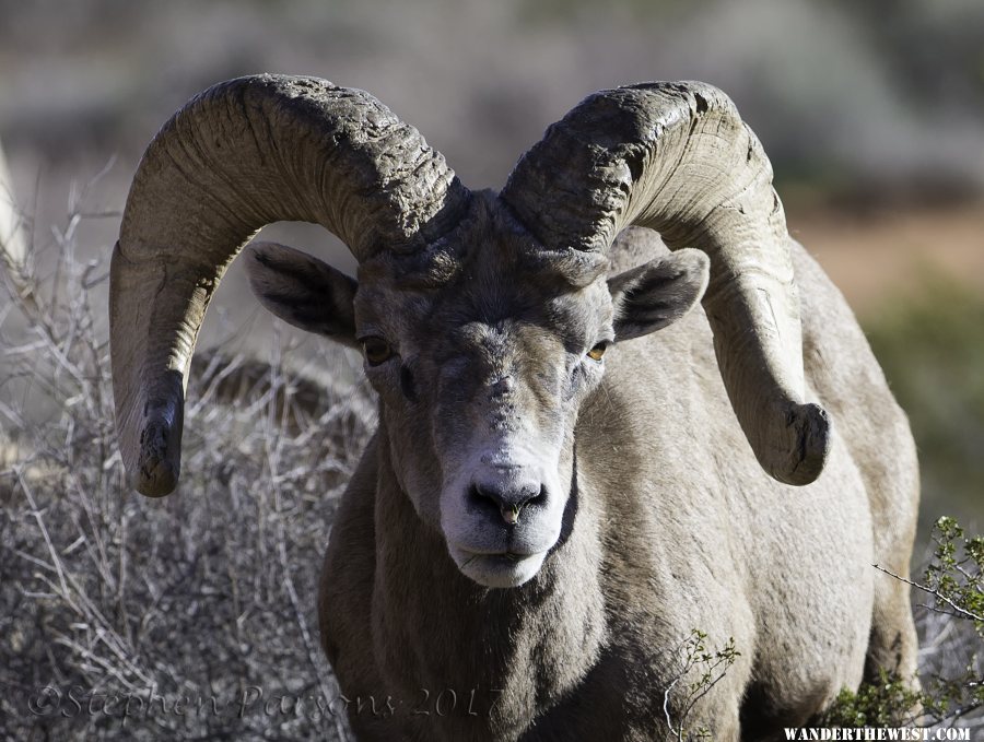 Desert Bighorn DSC3213