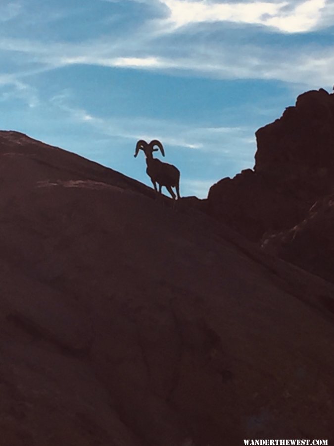 Desert Bighorn