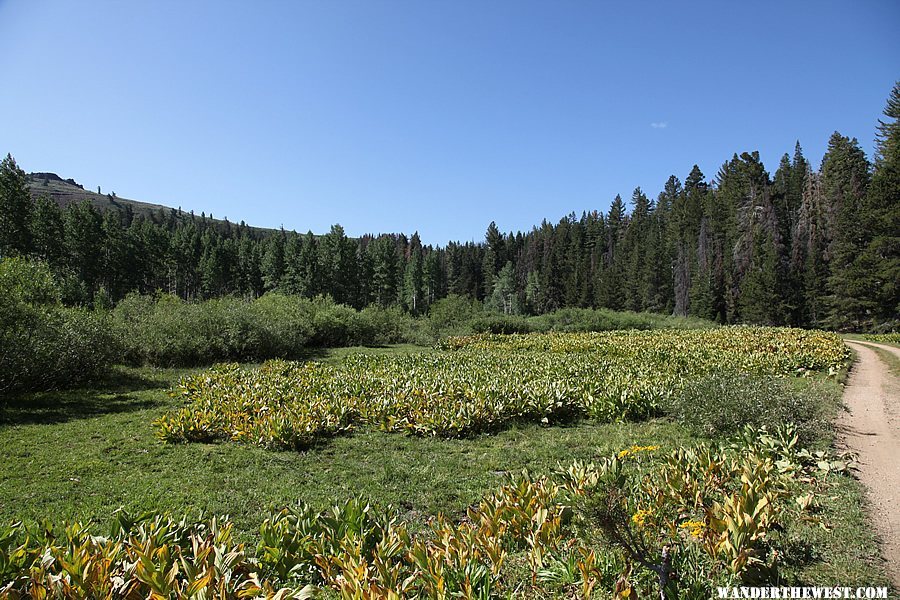 Dismal Swamp - Warner Mountains