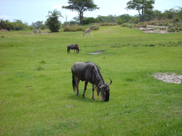 Disney World Animal Kingdom 2007