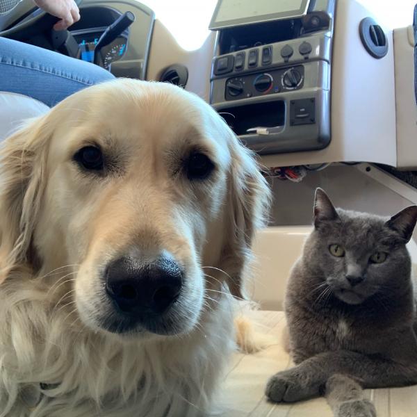 Dog and cat chilling on the road