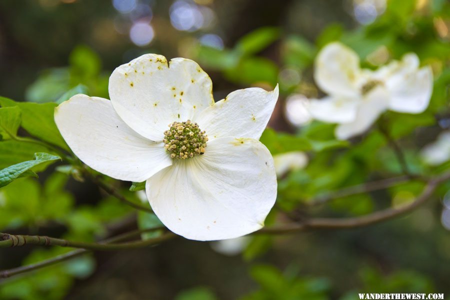 dogwood