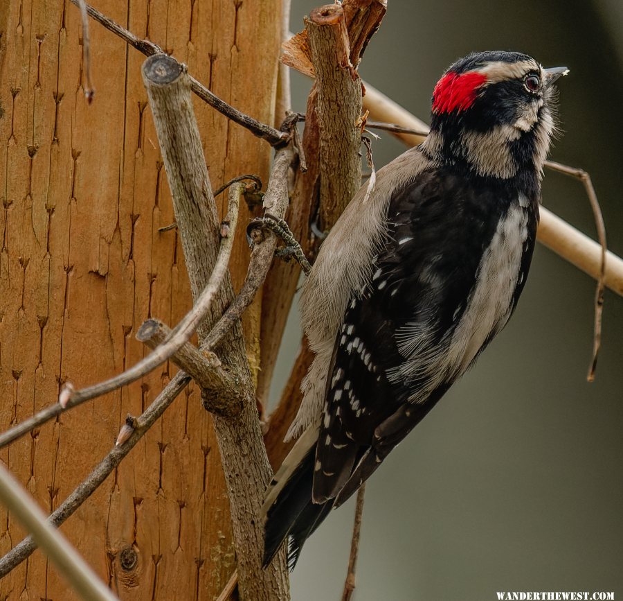 Downey Woodpecker - Picoides pubescens