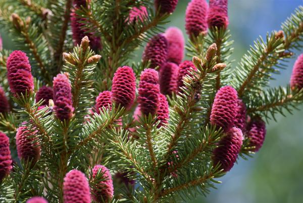 DSC 0087pine cones