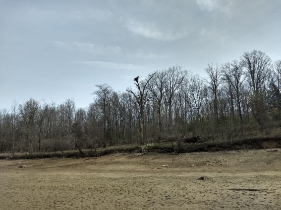 Eagle nest over dried lake bed