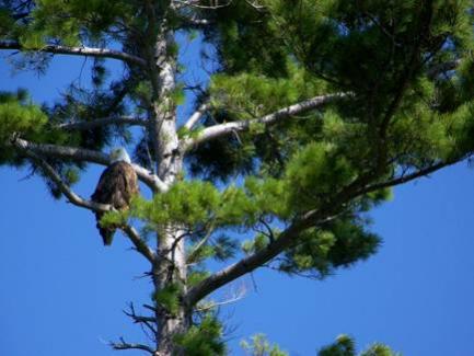 Eagle on Hamlin Lake, Ludington SP (August 2011)