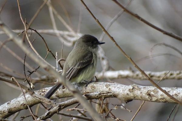 Eastern Phoebe